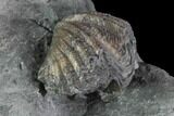 Brachiopod (Mucrospirifer) Fossil - Windom Shale, NY #96782-2